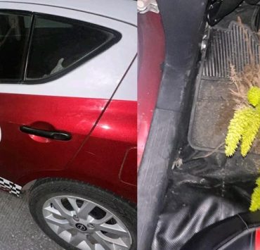 Sorprenden a taxista robando planta de ornato