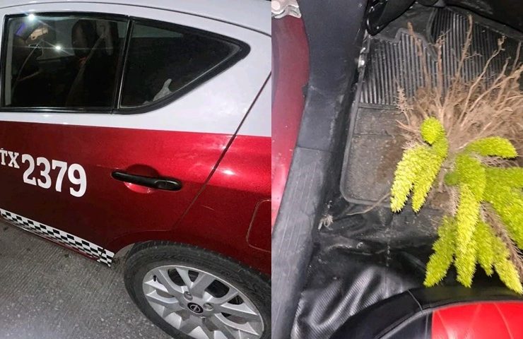 Sorprenden a taxista robando planta de ornato