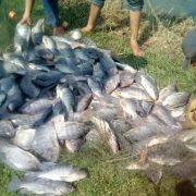 Mueren mojarras en estanques rústicos de acuacultura