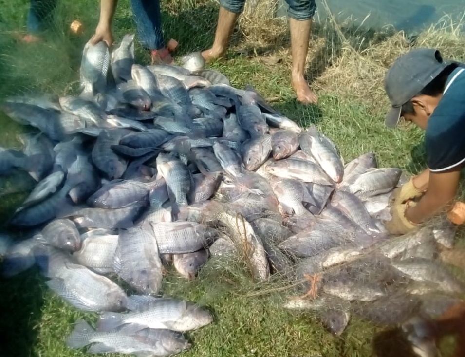 Mueren mojarras en estanques rústicos de acuacultura