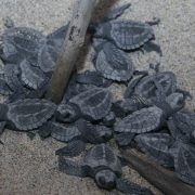 Alistan campamento tortuguero Laguna de Términos
