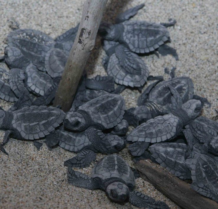 Alistan campamento tortuguero Laguna de Términos