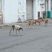 Se busca contrarrestar la fauna callejera de mascotas