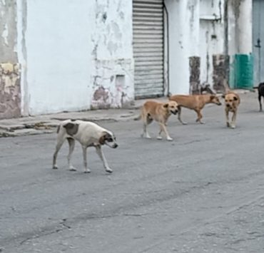 Se busca contrarrestar la fauna callejera de mascotas