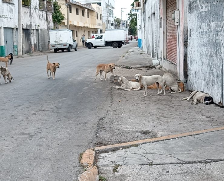 Urgen al Centro de Bienestar Animal rescatar a perros callejeros