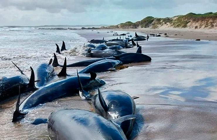 Eutanasia a delfines en Australia