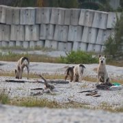 Jauría de perros acaban con nidos de charranes mínimos