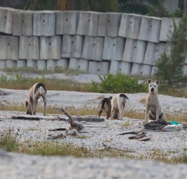 Jauría de perros acaban con nidos de charranes mínimos