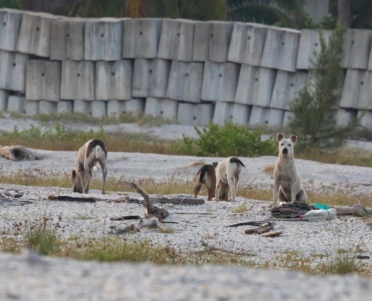 Jauría de perros acaban con nidos de charranes mínimos