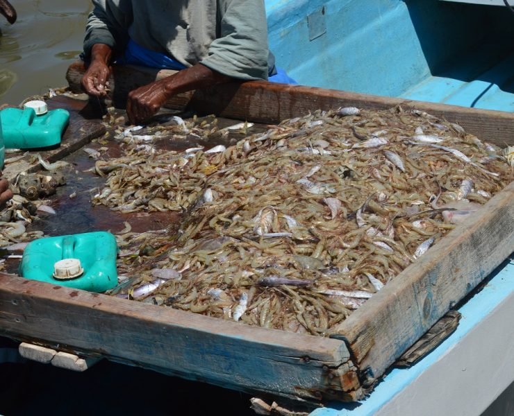 Pescadores ribereños obtienen buena captura de camarón siete barbas y escama