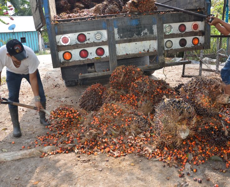 Gobierno de Campeche abandona a productores de palma africana