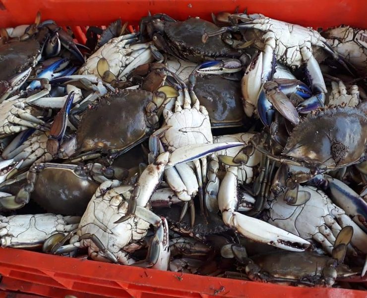 Disminuye producción de jaiba en Atasta