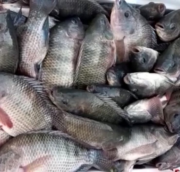 Acuicultores estiman comercializar 18 tn de mojarras en toda la Cuaresma