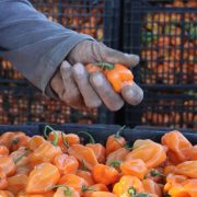 Buena producción de chile habanero