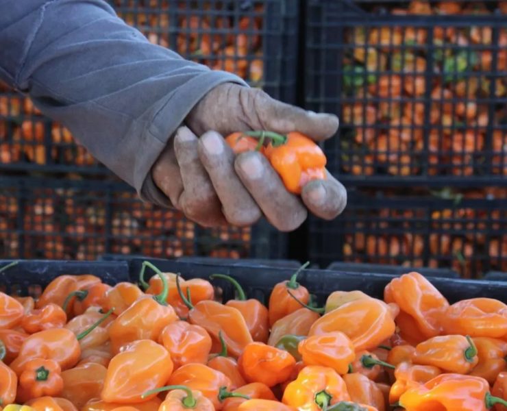 Buena producción de chile habanero