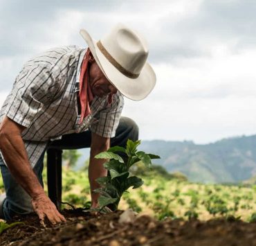 El sector ganadero no deforesta