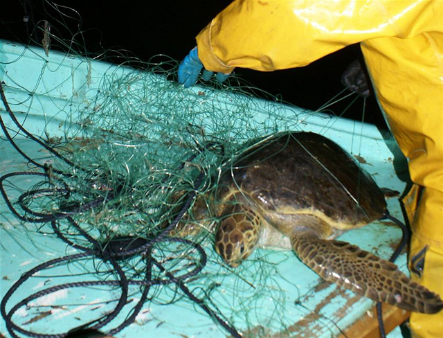 Pescadores ribereños tienen que usar excluidores de tortugas