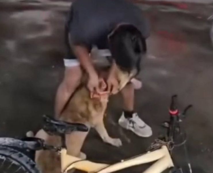 Investigan maltrato animal en Escárcega