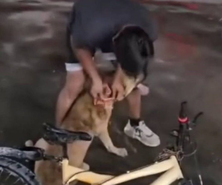 Investigan maltrato animal en Escárcega