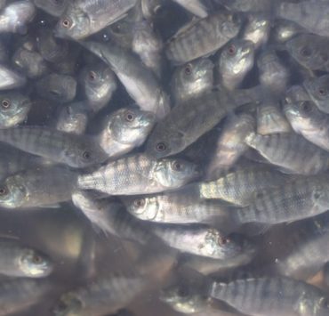 Mueren más mojarras en estanques rústicos por calentamiento del agua