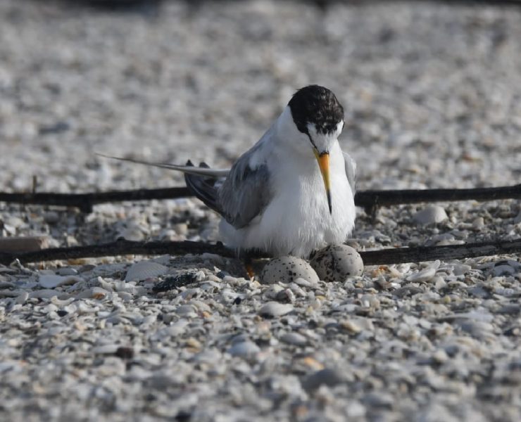 Inicia temporada de anidación del charrán mínimo