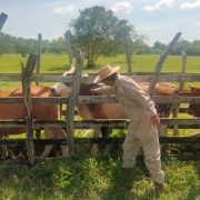 Hay tres casos de ganados infectados de gusano barrenador en Atasta