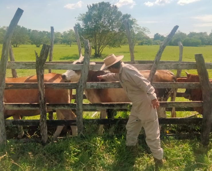 Hay tres casos de ganados infectados de gusano barrenador en Atasta
