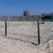Encierran en un corral el nido de la tortuga Lora de Playa Norte