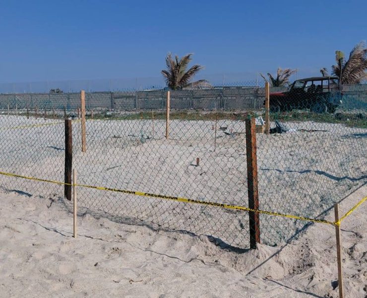 Encierran en un corral el nido de la tortuga Lora de Playa Norte