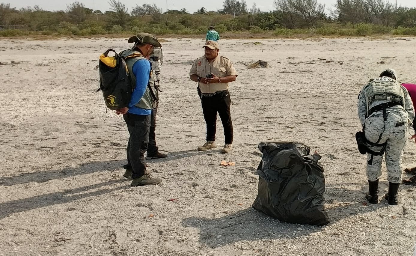 Recorren zona de anidación de charrán mínimo