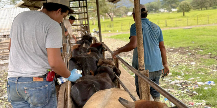 Afecta a ganaderos cierre de frontera por gusano barrenador