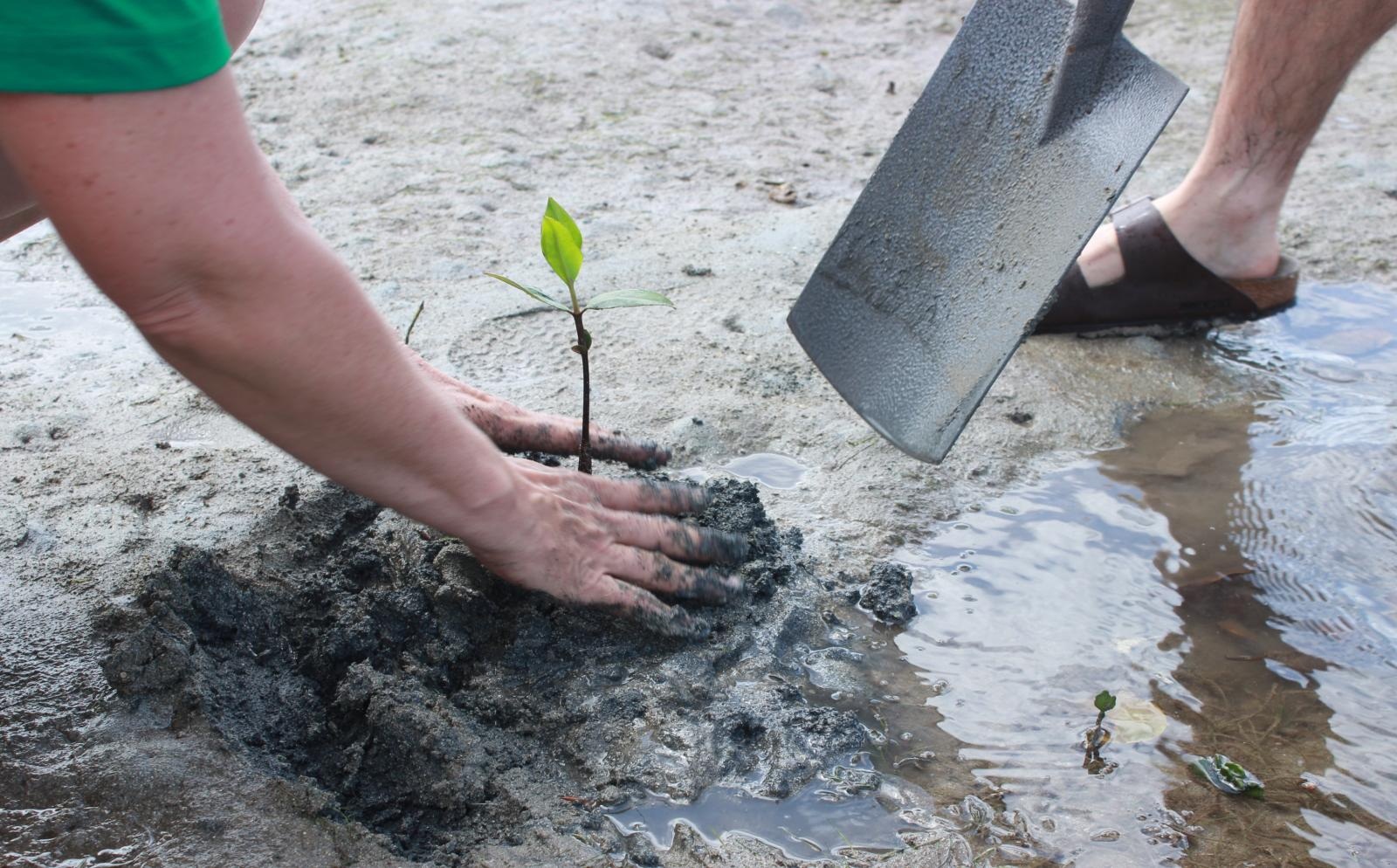 Conciencia para recuperar los bosques de manglares