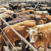 Campeche le entra al quite contra el gusano barrenador