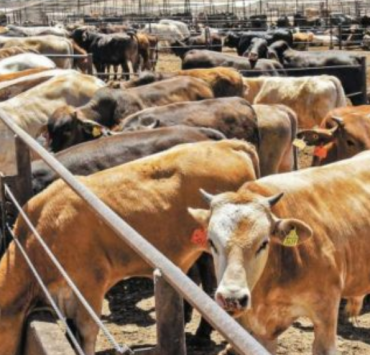 Campeche le entra al quite contra el gusano barrenador