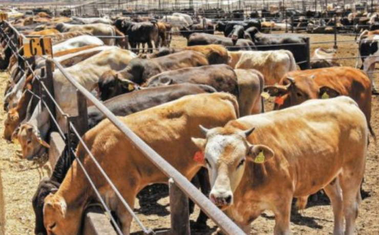 Campeche le entra al quite contra el gusano barrenador