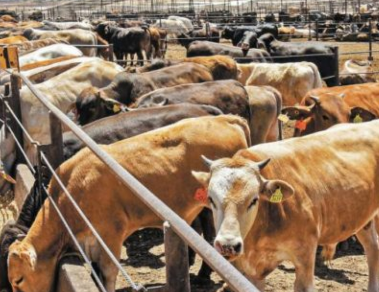 Campeche le entra al quite contra el gusano barrenador