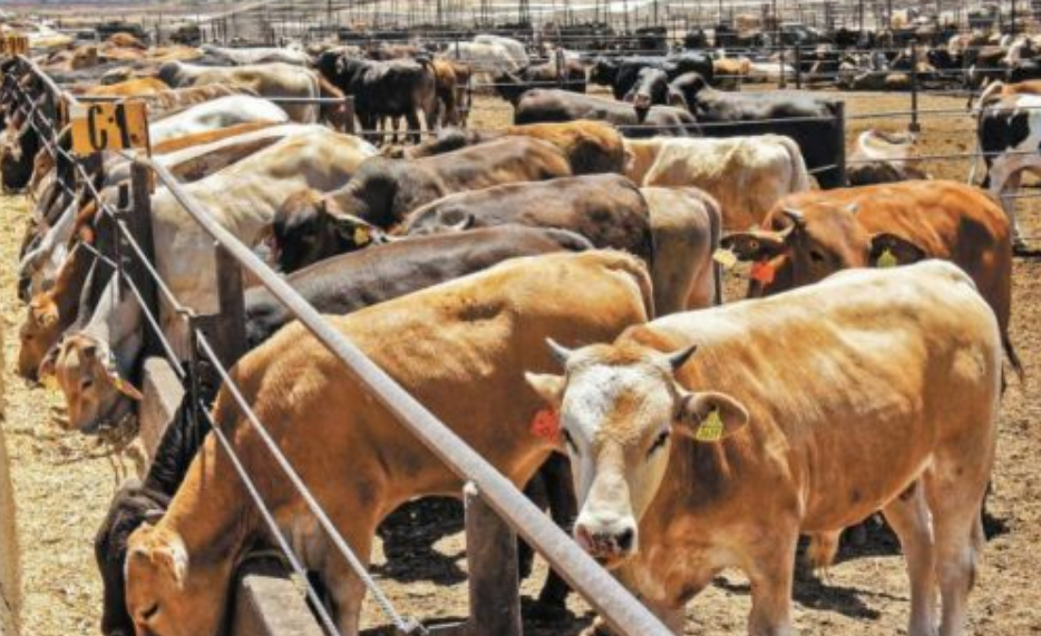 Campeche le entra al quite contra el gusano barrenador