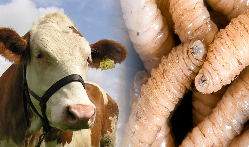 Comparativa regional del combate