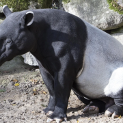 Detectan tapir con miasis por gusano barrenador