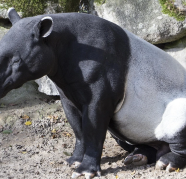 Detectan tapir con miasis por gusano barrenador