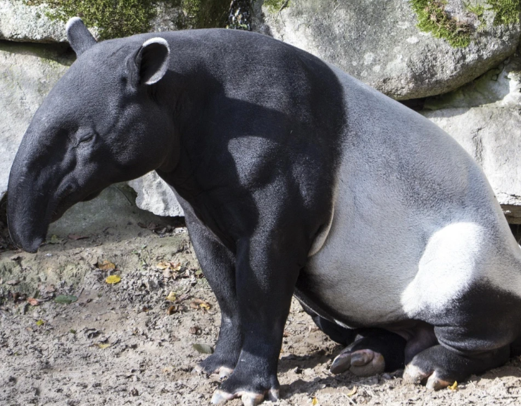 Detectan tapir con miasis por gusano barrenador