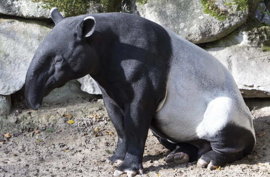 Detectan tapir con miasis por gusano barrenador