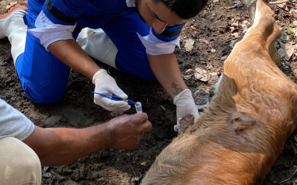 Cómo afecta la miasis a los tapires