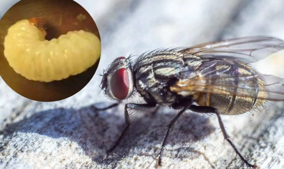Acciones ante el gusano barrenador en fauna silvestre
