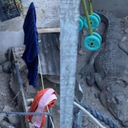 Rescatan a cocodrilo en Campeche. Era la "Mascota" de una familia