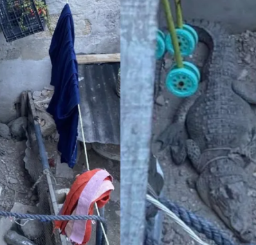 Rescatan a cocodrilo en Campeche. Era la "Mascota" de una familia
