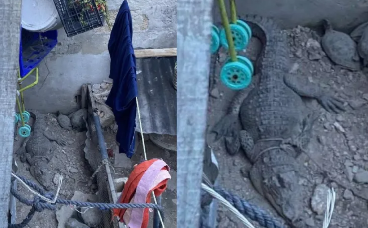 Rescatan a cocodrilo en Campeche. Era la "Mascota" de una familia