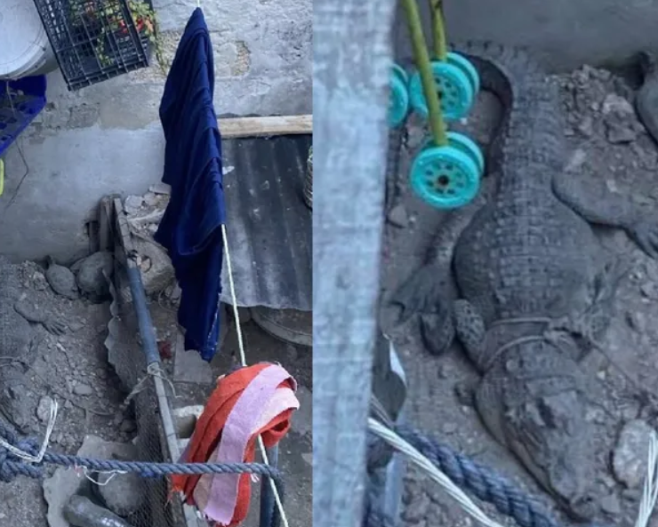 Rescatan a cocodrilo en Campeche. Era la "Mascota" de una familia