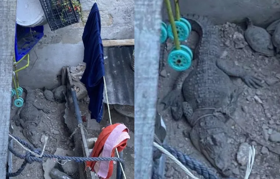 Rescatan a cocodrilo en Campeche. Era la "Mascota" de una familia