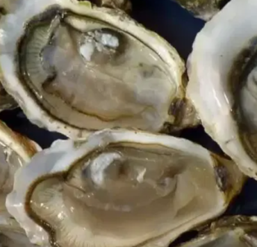 Autoridades descartan riesgo sanitario en moluscos